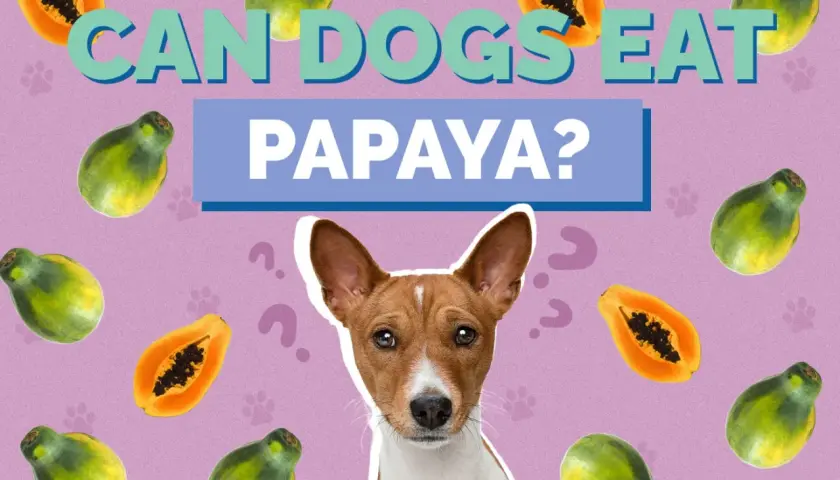 A dog looks up curiously surrounded by papayas, with the text "CAN DOGS EAT PAPAYA?" asking the question.