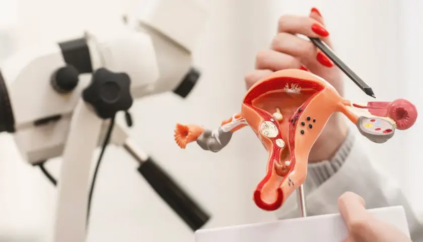 Model narządu rodnego kobiety i kolposkop. Wyjaśnienie, cytologia co to, dzięki modelowi.