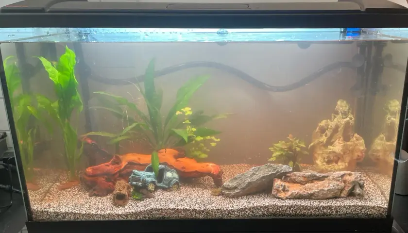 A freshwater aquarium with green plants, driftwood, rocks, and a small blue car decoration.