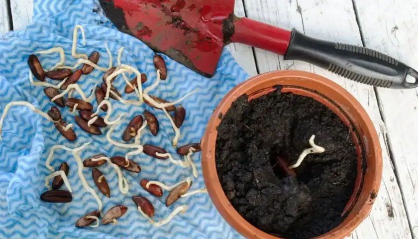 Keimende Dattelkerne liegen auf einem blauen Tuch, bereit, um eine Dattelpalme aus Kern zu ziehen. Eine Schaufel und ein Topf mit Erde sind ebenfalls zu sehen.