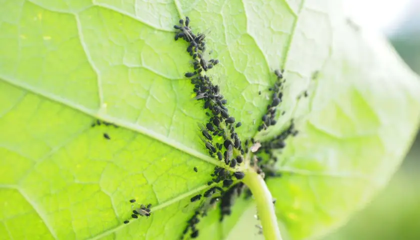 Un gruppo di pidocchi delle piante si aggrappa al lato inferiore di una foglia verde brillante, nutrendosi della sua linfa.