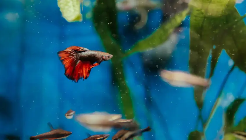 En kampfisk med röda fenor simmar i ett akvarium. Dess färger gör könsbestämning lätt.