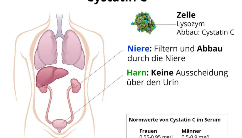Abbildung zeigt menschliche Organe und erklärt den Abbau von Cystatin C durch die Niere. Normwerte für Frauen und Männer sind angegeben.