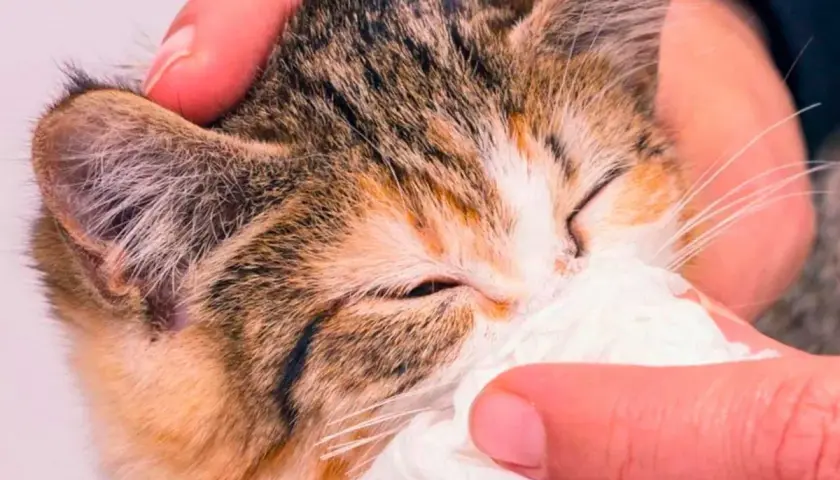Un gatito con mocos y respiración dificultosa es limpiado con un pañuelo.