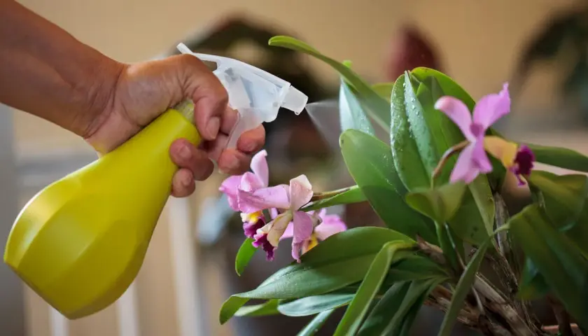 Maintenir une orchidée en pleine forme : une main vaporise de l'eau sur les feuilles vertes et les fleurs roses, un geste essentiel pour l'entretien.