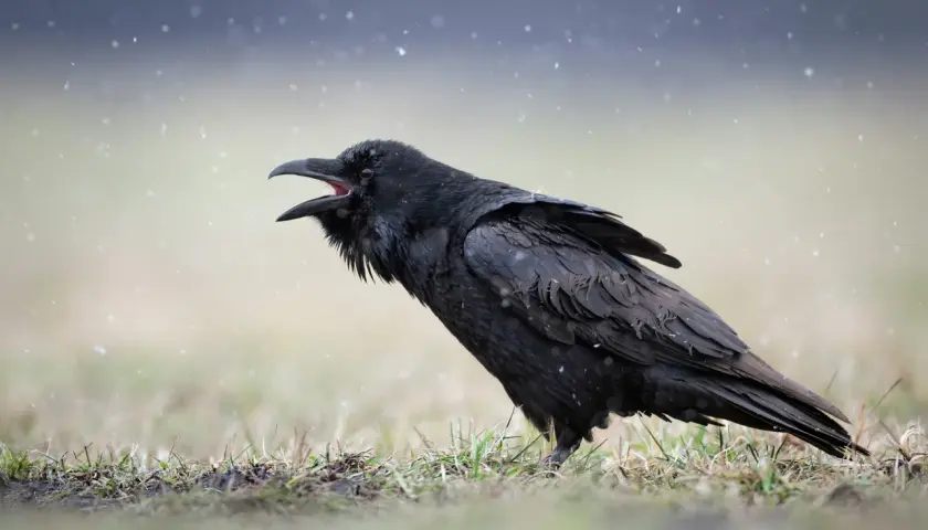 Czarny kruk z otwartym dziobem na tle padającego śniegu. Choć trudno zgadnąć, ile lat żyje kruk, ten wygląda na doświadczonego.