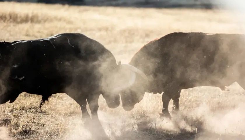 Dos toros chocan en un duelo polvoriento en ganadería Los Ronceles. El sol ilumina el polvo levantado por sus embestidas.