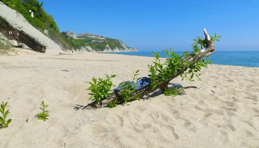 Bułgaria, czerwiec. Słoneczna plaża z klifem w tle i dryfującym drewnem z zielenią. Idealna pogoda na wakacje.