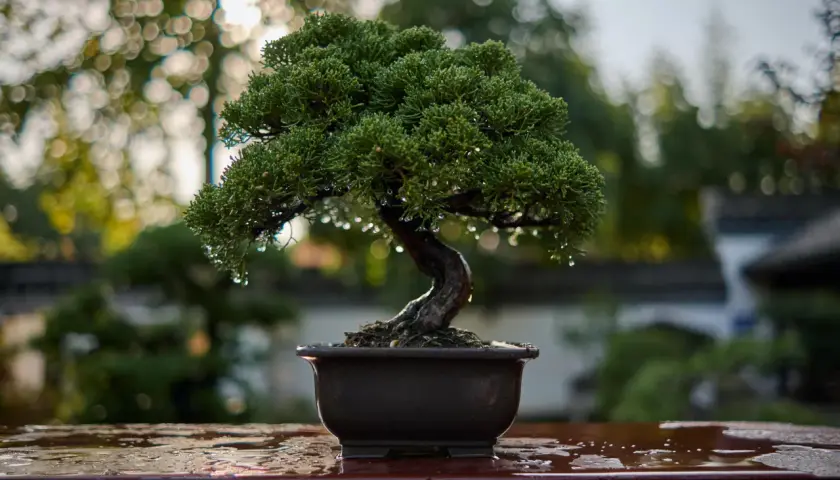Un bonsai verde y frondoso, con gotas de agua, listo para sus cuidados.