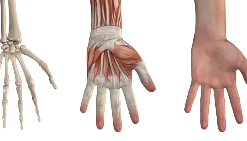 Drei Ansichten einer Hand: Skelett, Muskeln und Haut. Die Knochenstruktur zeigt die Gelenke, die für die Bewegung jedes einzelnen Finger entscheidend sind.