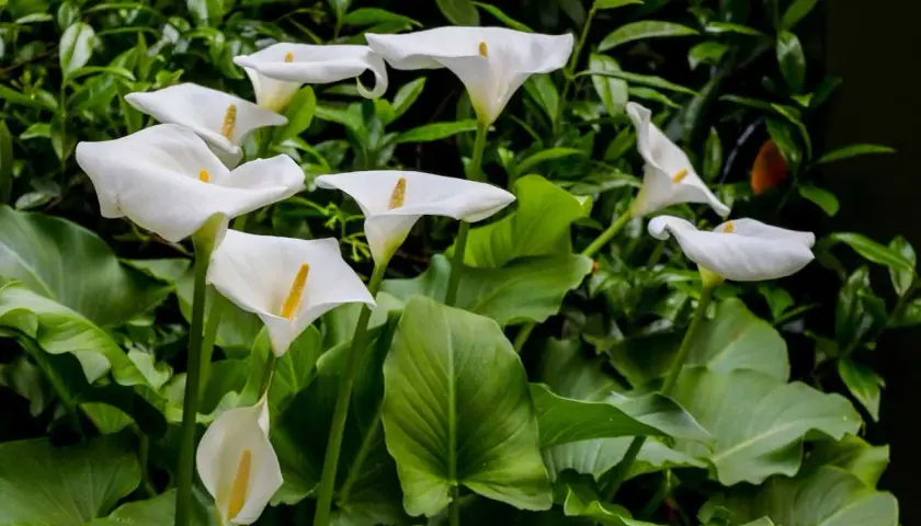 Un bouquet de callas arums blancs aux pistils jaunes, émergeant d'un feuillage vert luxuriant.