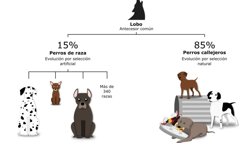 Diagrama de la historia de perros: lobo ancestro común, 15% perros de raza (selección artificial) y 85% perros callejeros (selección natural).