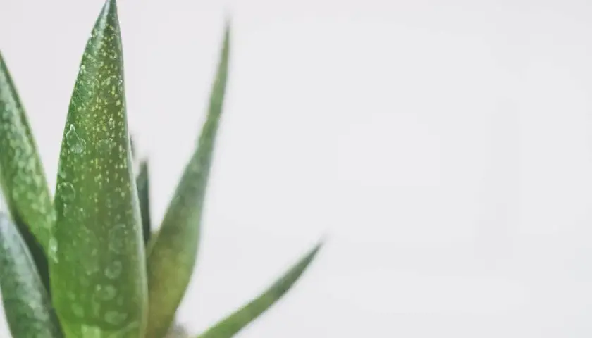 Zielony aloes z kroplami wody na liściach. Dowiedz się, jak często podlewać aloes, by cieszyć się jego zdrowym wyglądem.