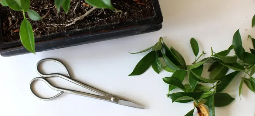 Jak przycinać fikusa bonsai, aby uniknąć błędów i uzyskać zdrową roślinę