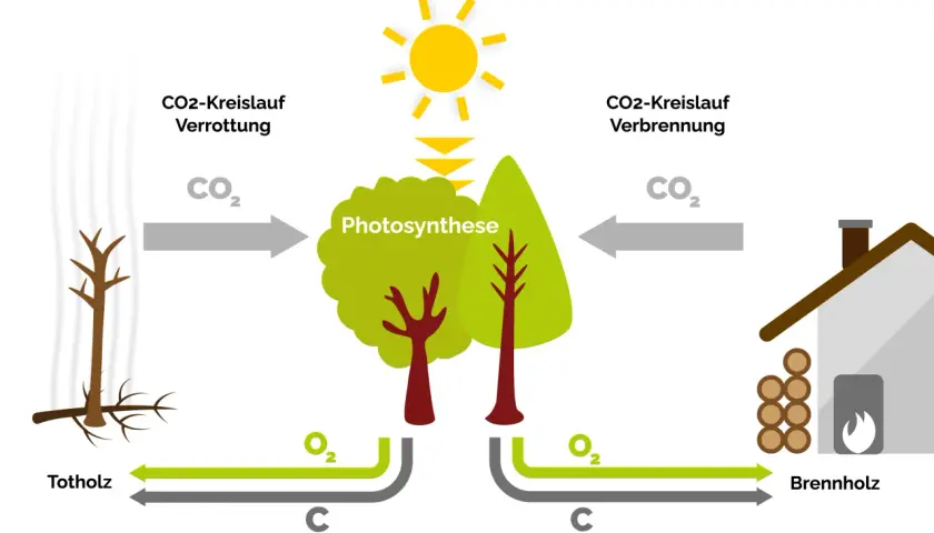 Der Kreislauf von CO2: Verrottung von Totholz und Verbrennung von Brennholz. Bäume nehmen CO2 auf (Photosynthese) und geben O2 ab.
