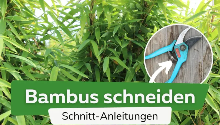 Gartenschere zeigt, wie man Bambus schneiden kann. Anleitung für den Rückschnitt.