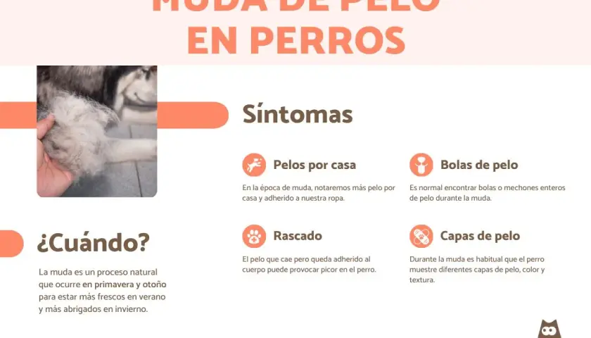 Imagen informativa sobre cuándo mudan el pelo los perros, mostrando síntomas como pelos en casa y bolas de pelo.