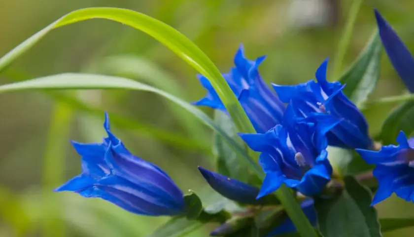 Fiori blu intenso di genziana, con striature più chiare. La radice di genziana velenosa, nonostante la sua tossicità, dona questi splendidi colori.