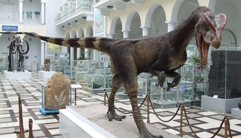 Dinozaur w Muzeum Geologicznym w Warszawie. W tle mamut i gabloty z eksponatami.