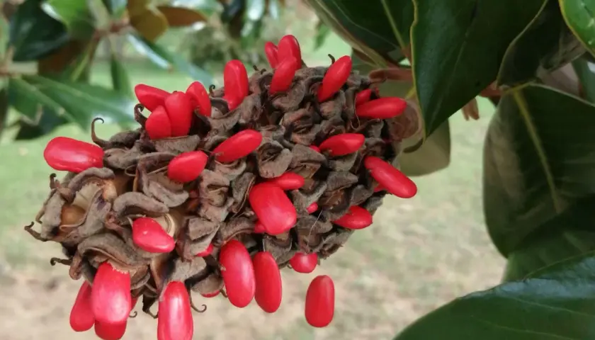 Owoce magnolii, czerwone nasiona wiszące na brązowej szyszce, otoczone zielonymi liśćmi.