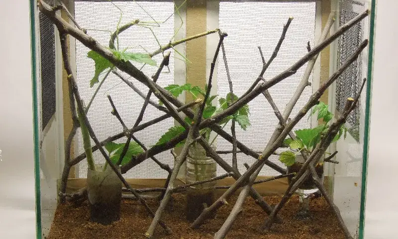 Patyczaki Terrarium - Akwarium dla patyczaka