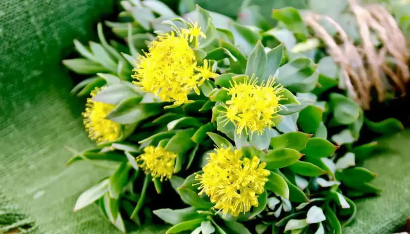 Mazzo di rodiola con fiori gialli su sfondo verde. Scopri le sue proprietà e controindicazioni.