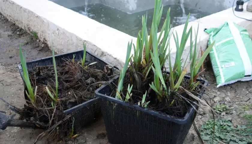Deux paniers de plantation remplis d'iris d'eau prêts à être installés dans un bassin.
