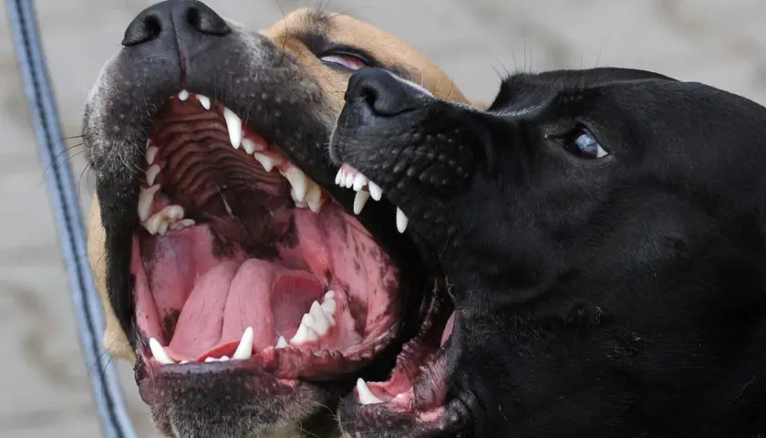 Dos perros muestran sus colmillos. Si te preguntas qué hacer con un perro agresivo, la socialización temprana es clave.