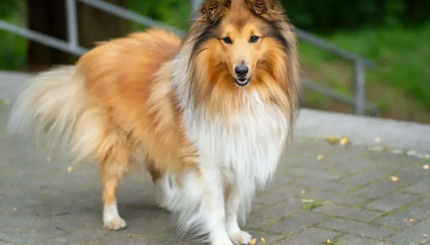 Piękny owczarek collie o długiej, złocistej sierści stoi na chodniku. Jego puszysty ogon i bogata grzywa dodają mu majestatycznego wyglądu.