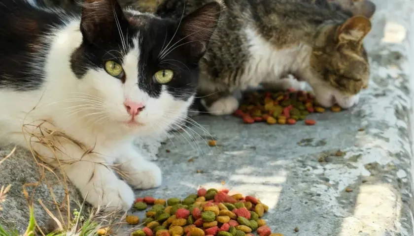 Gatos callejeros comiendo pienso seco. Un gato blanco y negro mira a la cámara mientras otro come.