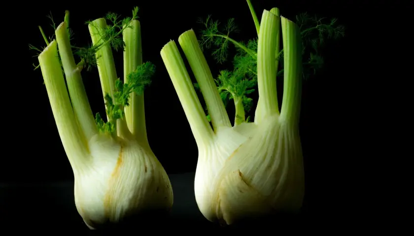 Zwei frische Knollenfenchel mit grünen Wedeln auf schwarzem Hintergrund. Perfekt, um Knollenfenchel anzubauen und zu genießen.