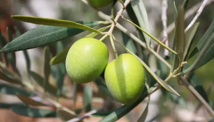 Due olive verdi pendono da un ramo. Imparare a riconoscere le varietà di olivo è un'arte affascinante.