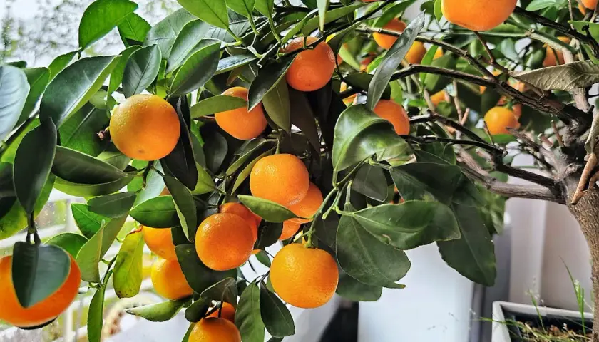 Un arbuste de citrus calamondin porte de nombreux fruits orange vif et des feuilles vertes luxuriantes.