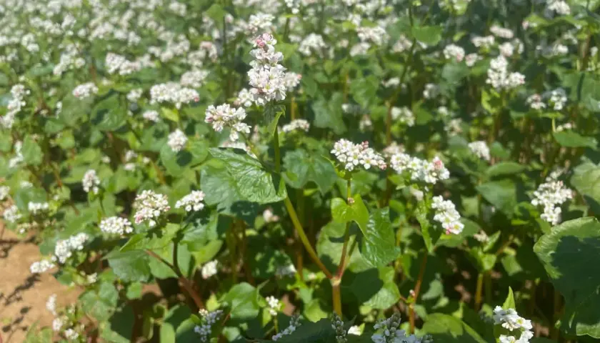 Ein Feld mit blühendem Buchweizen. Die kleinen weißen Blüten und grünen Blätter sind dicht beieinander.