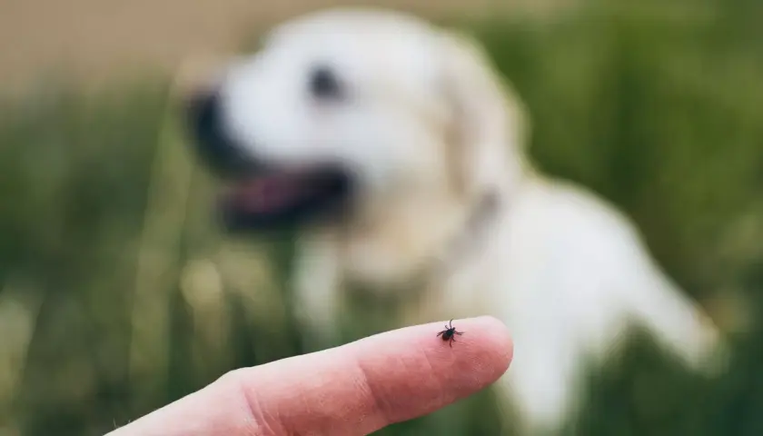 Eine Zecke auf einem Finger, im Hintergrund ein unscharfer Hund. Grasmilben sind eine Gefahr für Hunde.
