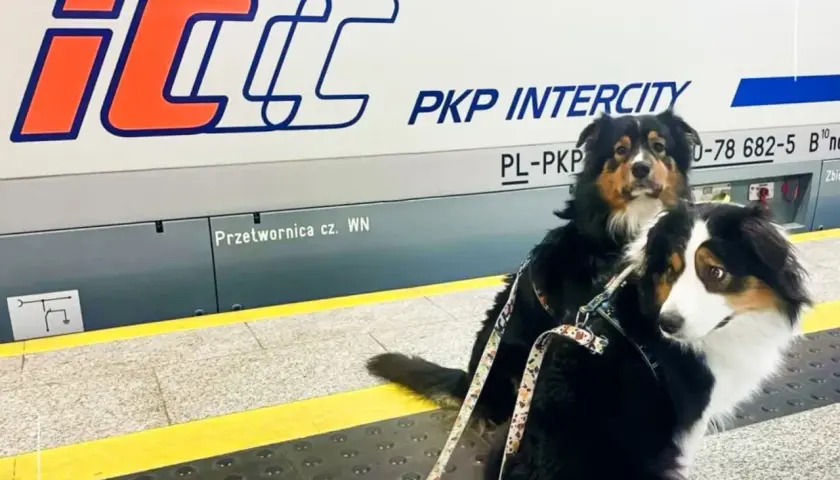 Ile kosztuje bilet dla psa w pociągu? Sprawdź ceny i zasady