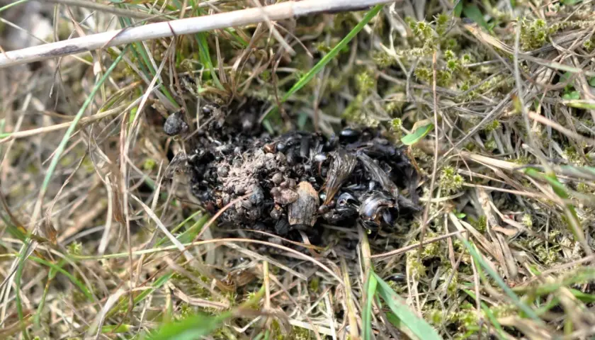 En hög med djurspillning, troligen från ett vilt djur, ligger på marken bland gräs och mossa. Spillningen innehåller rester av insekter.