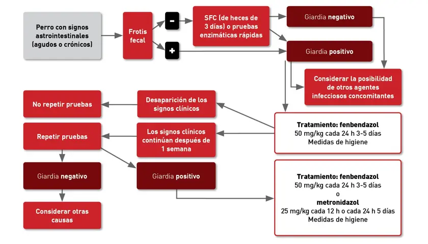Diagrama de flujo para diagnóstico y tratamiento de perros con síntomas gastrointestinales, incluyendo pruebas para giardia.