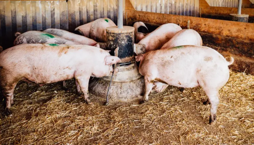 Plusieurs cochons femelles se pressent autour d'un distributeur de nourriture dans une porcherie.