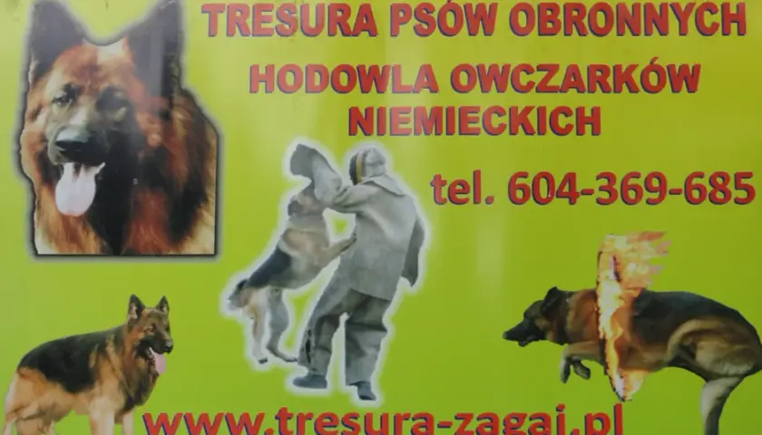 Tresura owczarka niemieckiego: Kompletny przewodnik po szkoleniu psa