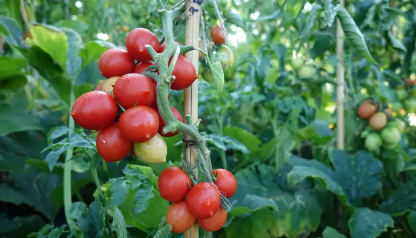 Klarröda tomatplantor hänger tungt på en bambupinne. Den ideala temperaturen för dessa tomatplantor är avgörande för en riklig skörd.