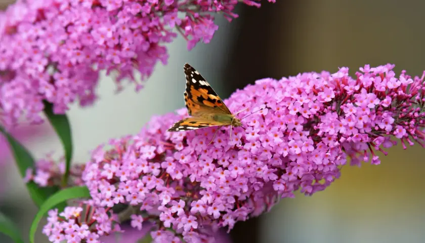Motyl na kwitnącym krzewie motyli, przyciągnięty przez fioletowe kwiaty.