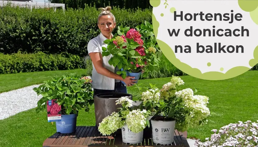 Jak podlewać hortensje w doniczce, by uniknąć ich więdnięcia