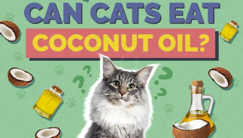 A fluffy cat looks at the question "Can cats eat coconut oil?" surrounded by coconuts and oil bottles.