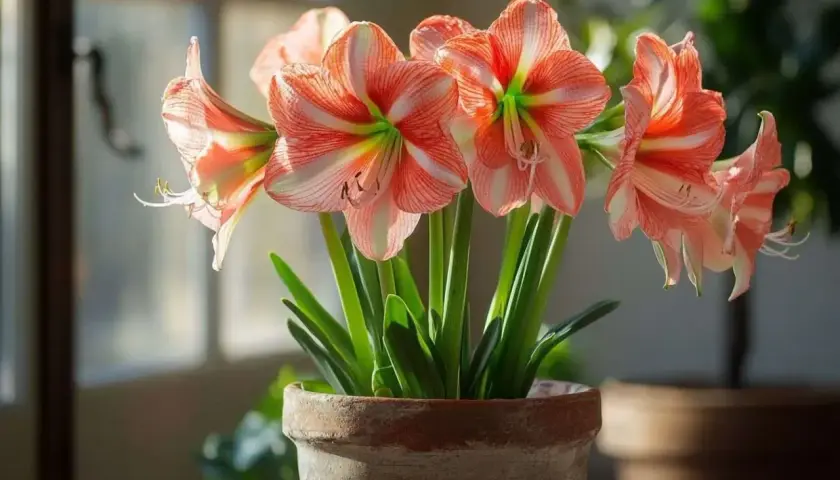 Magnifique amaryllis en pot, ses fleurs aux rayures roses et blanches illuminent la pièce. Un bel exemple d'amaryllis entretien réussi.