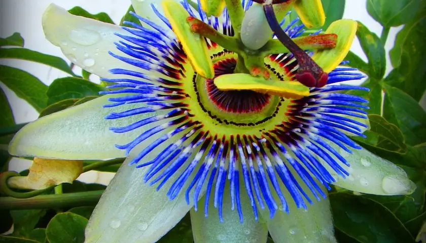 Eine exotische Passionsblume mit blauen Filamenten und grünen Blättern. Die richtige Passionsblume Pflege ist entscheidend für diese Schönheit.