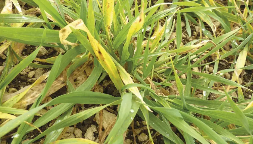 Plantes d'orge atteintes de jaunisse nanisante, montrant des feuilles vertes et jaunes avec des taches brunes.