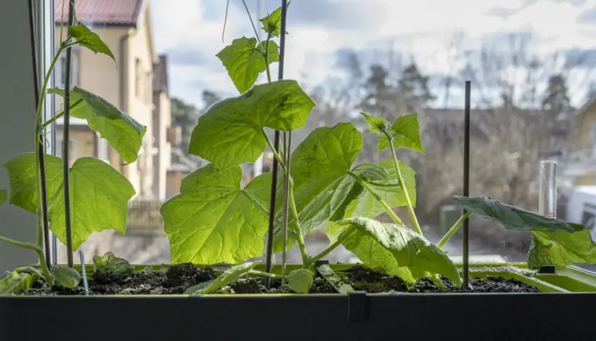 Små gurkplantor växer i en låda vid fönstret. Det är en fin start för att odla gurka inomhus.