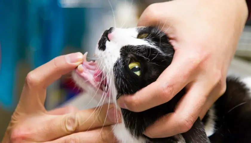 Gato blanco y negro con una herida en la comisura de la boca, examinada por manos.