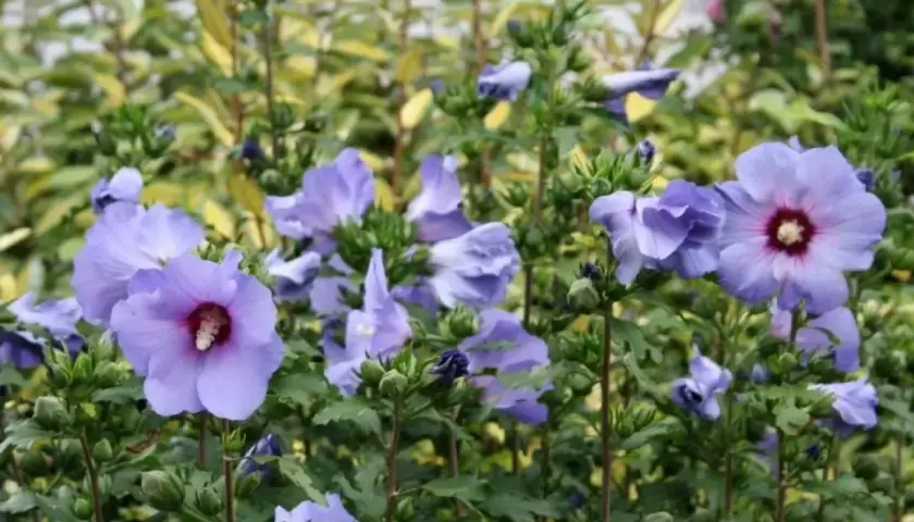Piękny, fioletowy hibiskus kiedy kwitnie, zachwyca swoimi delikatnymi płatkami i ciemnym środkiem.